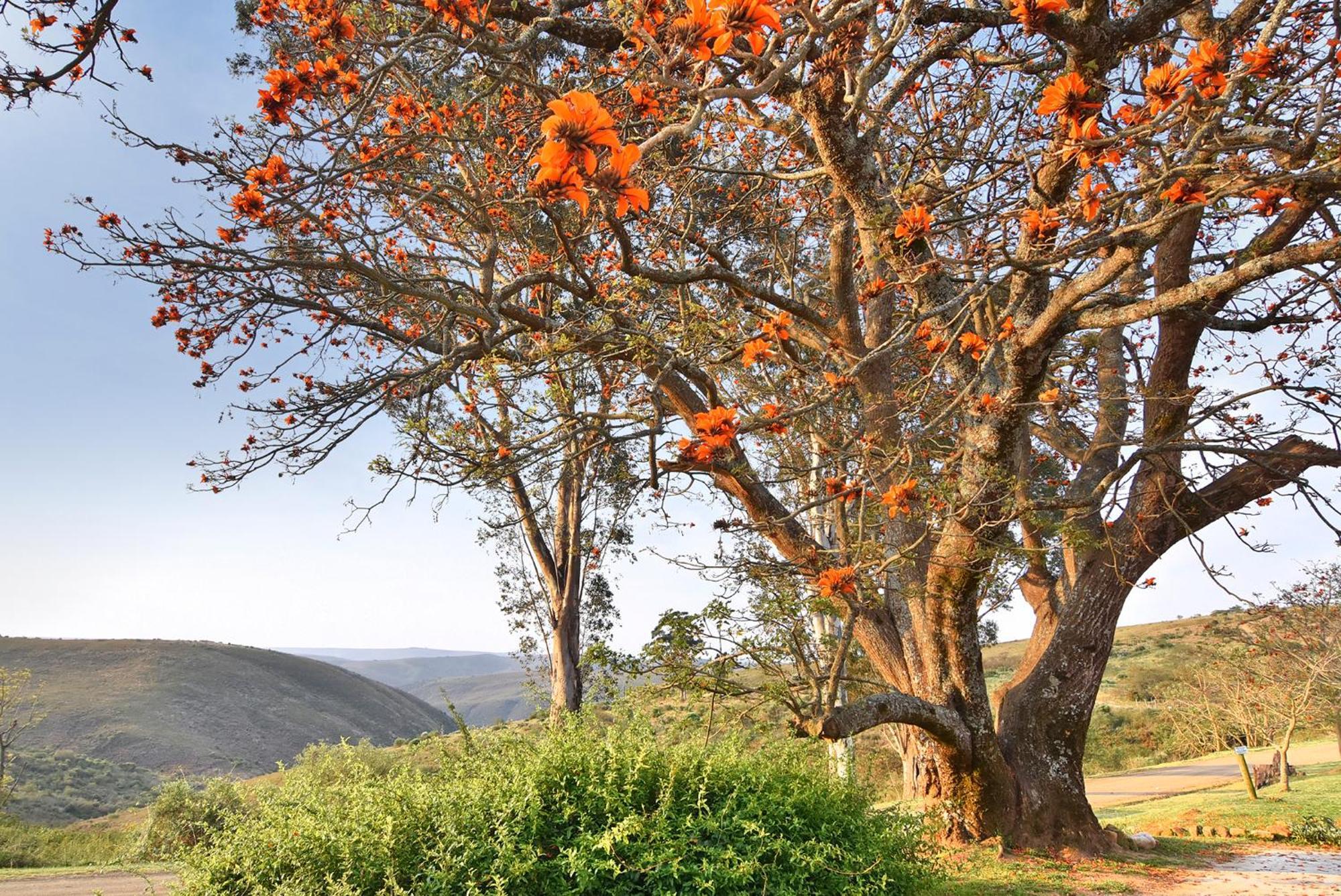 אדו Zuurberg Mountain Village מראה חיצוני תמונה